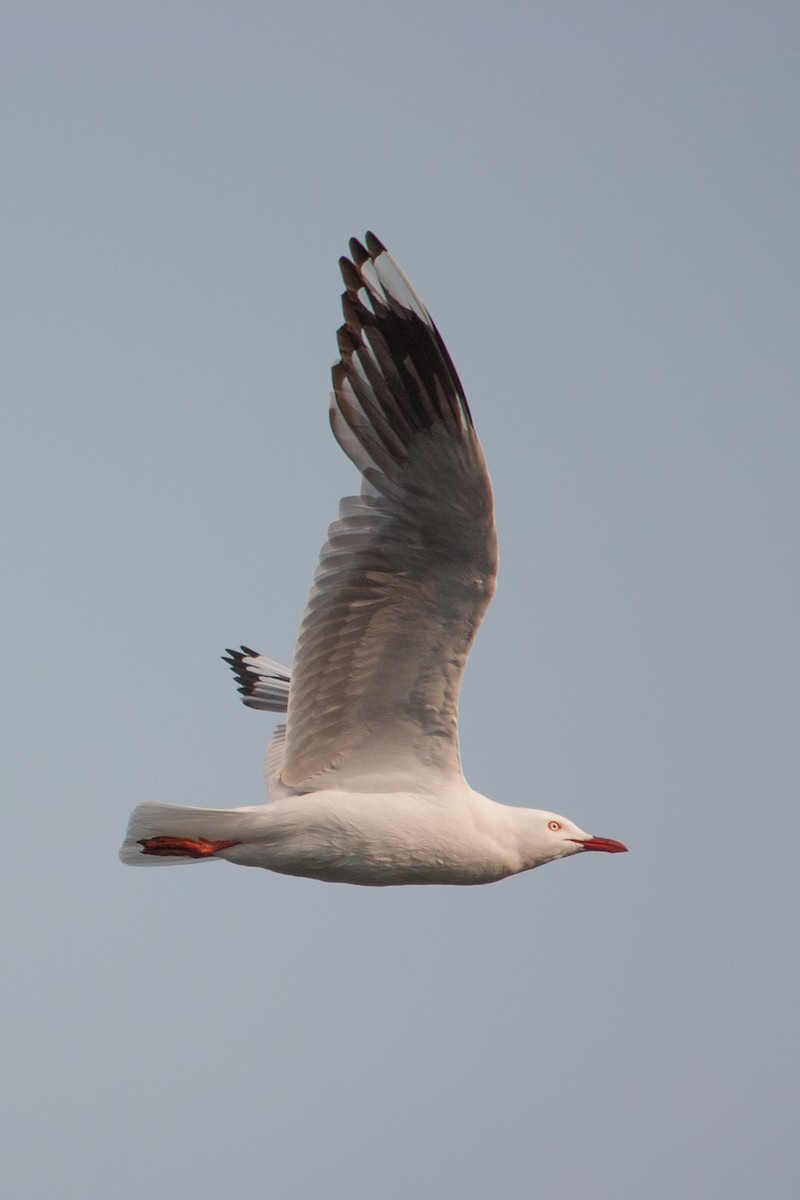 Silver Gull - ML647165667