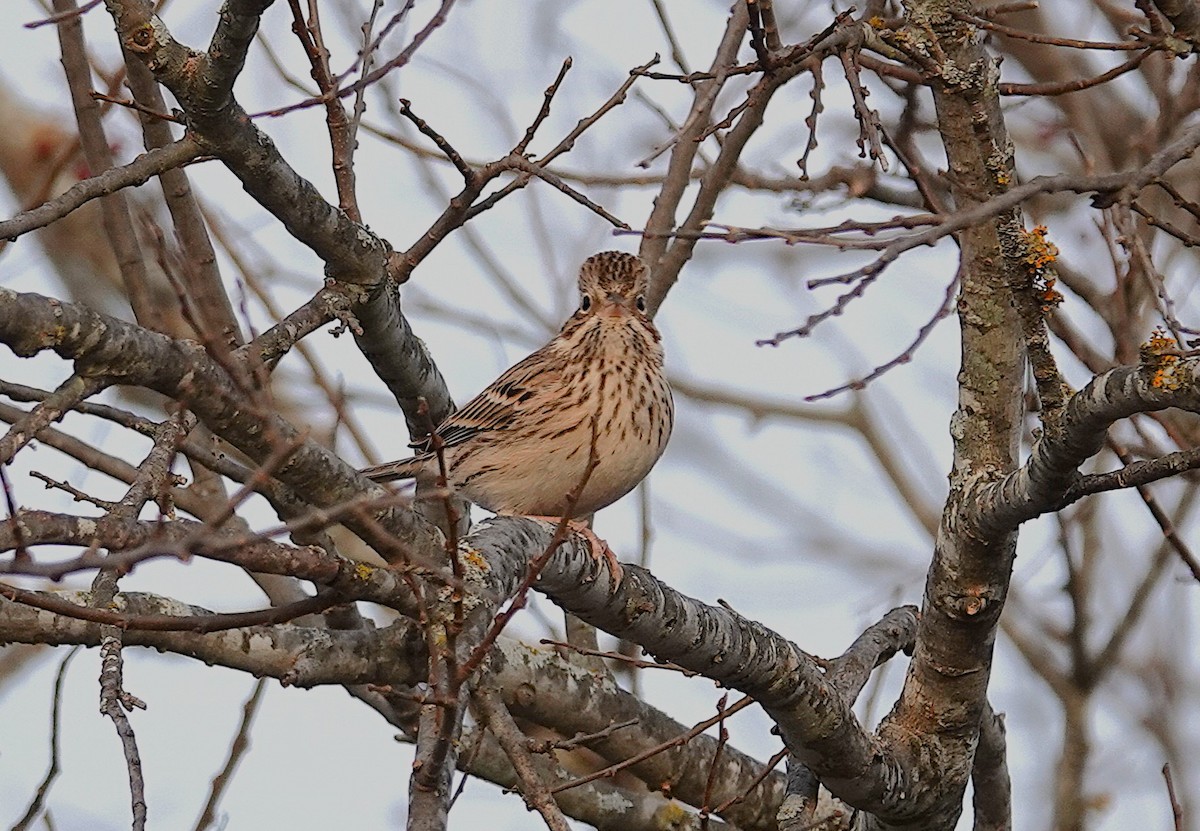 Vesper Sparrow - ML647165670