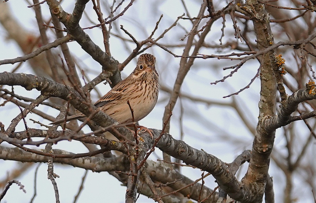 Vesper Sparrow - ML647165671