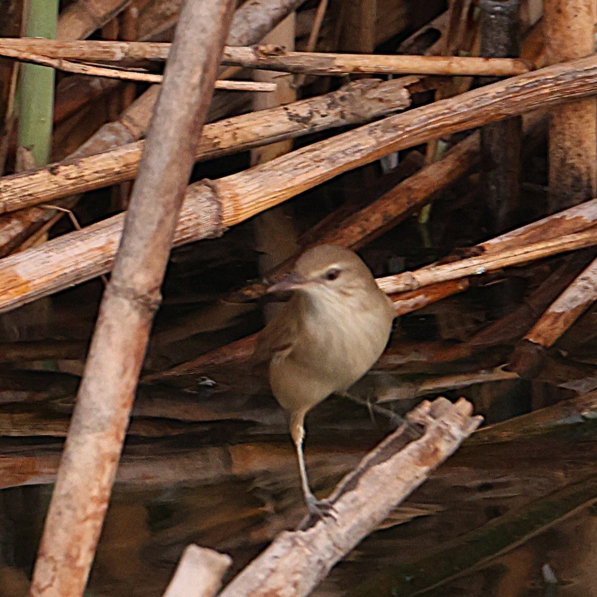 Clamorous Reed Warbler - ML647165675