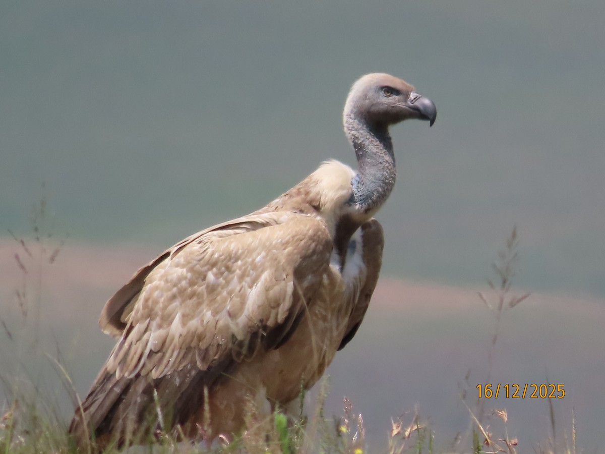 Cape Griffon - ML647165676