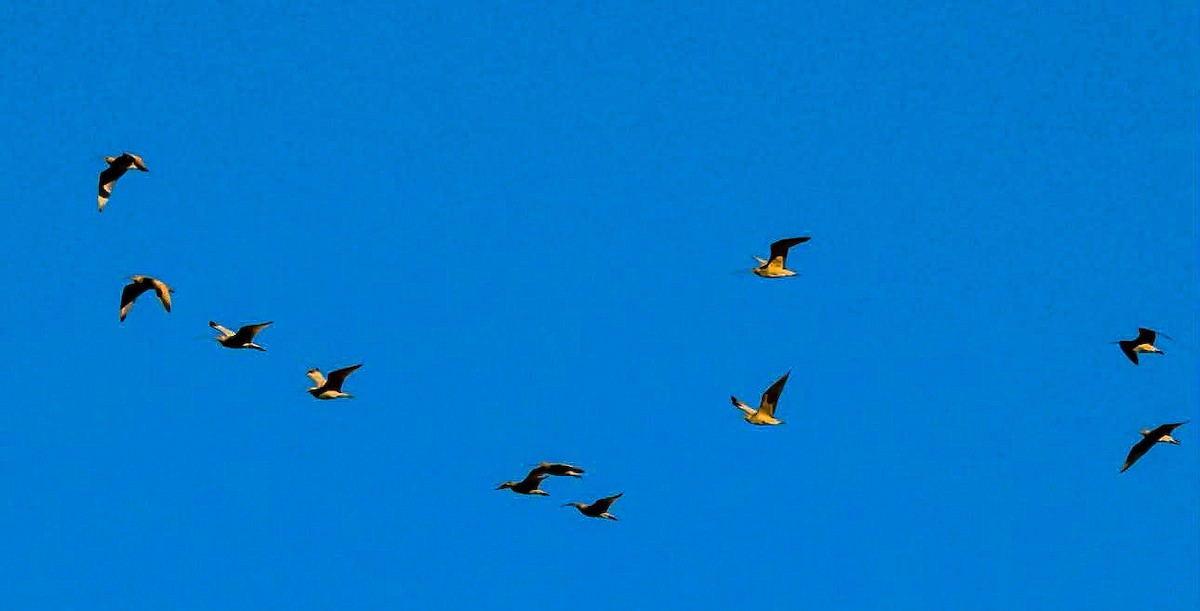 Кульон американський - ML647165678