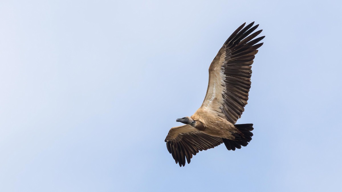 Buitre Dorsiblanco Africano - ML647165679