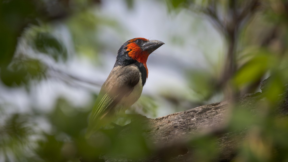 Kara Kolyeli Barbet - ML647165691