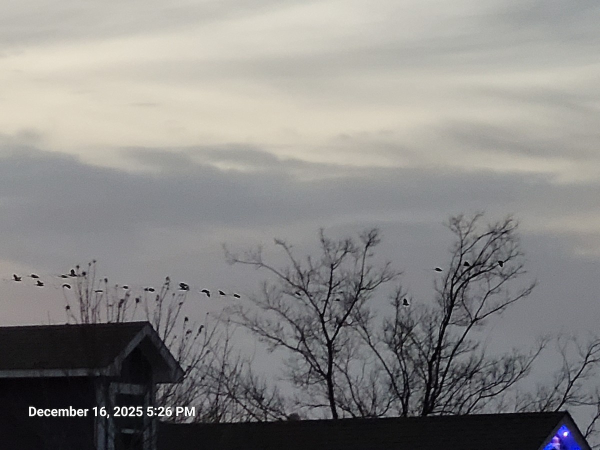 Canada Goose - ML647165695