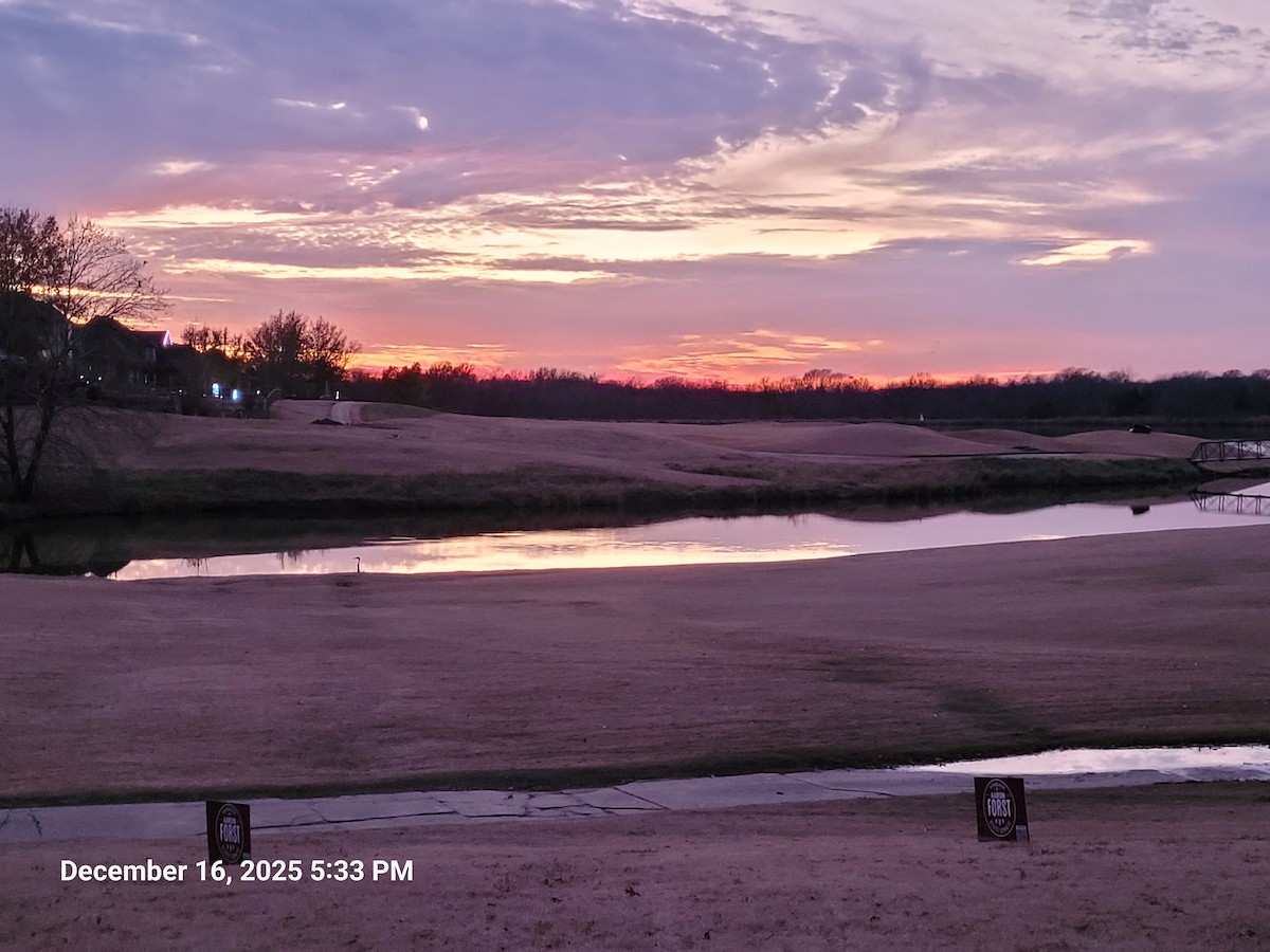 Great Blue Heron - ML647165703