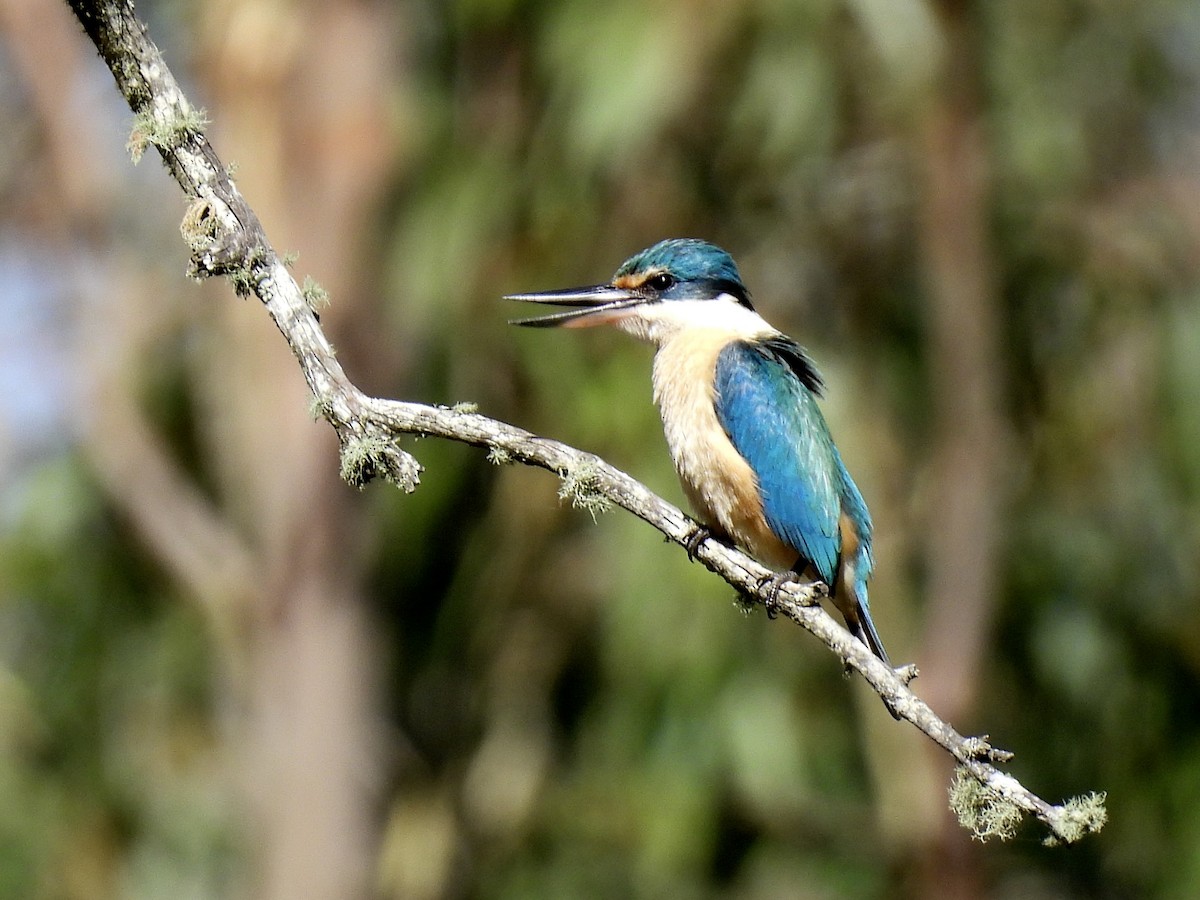 Götzenliest - ML647165723