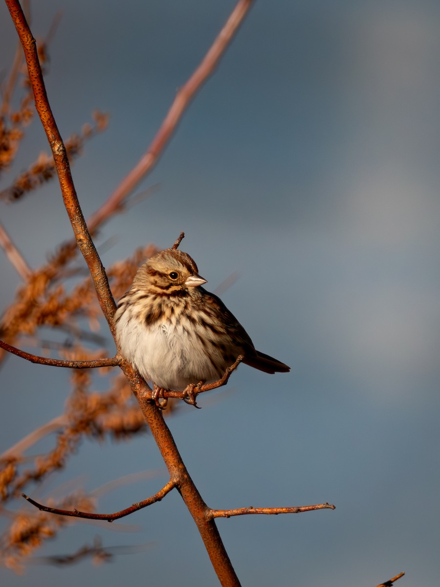Song Sparrow - ML647165725