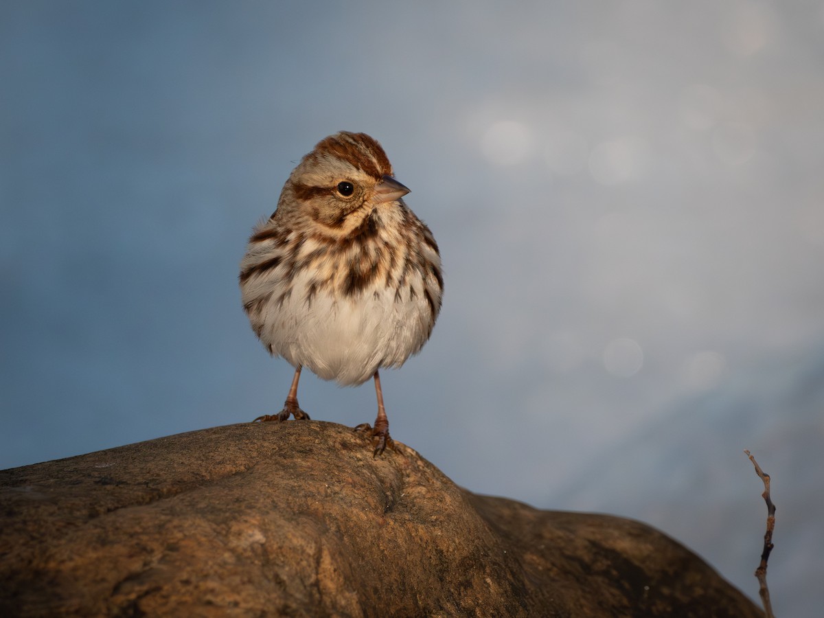 Song Sparrow - ML647165726