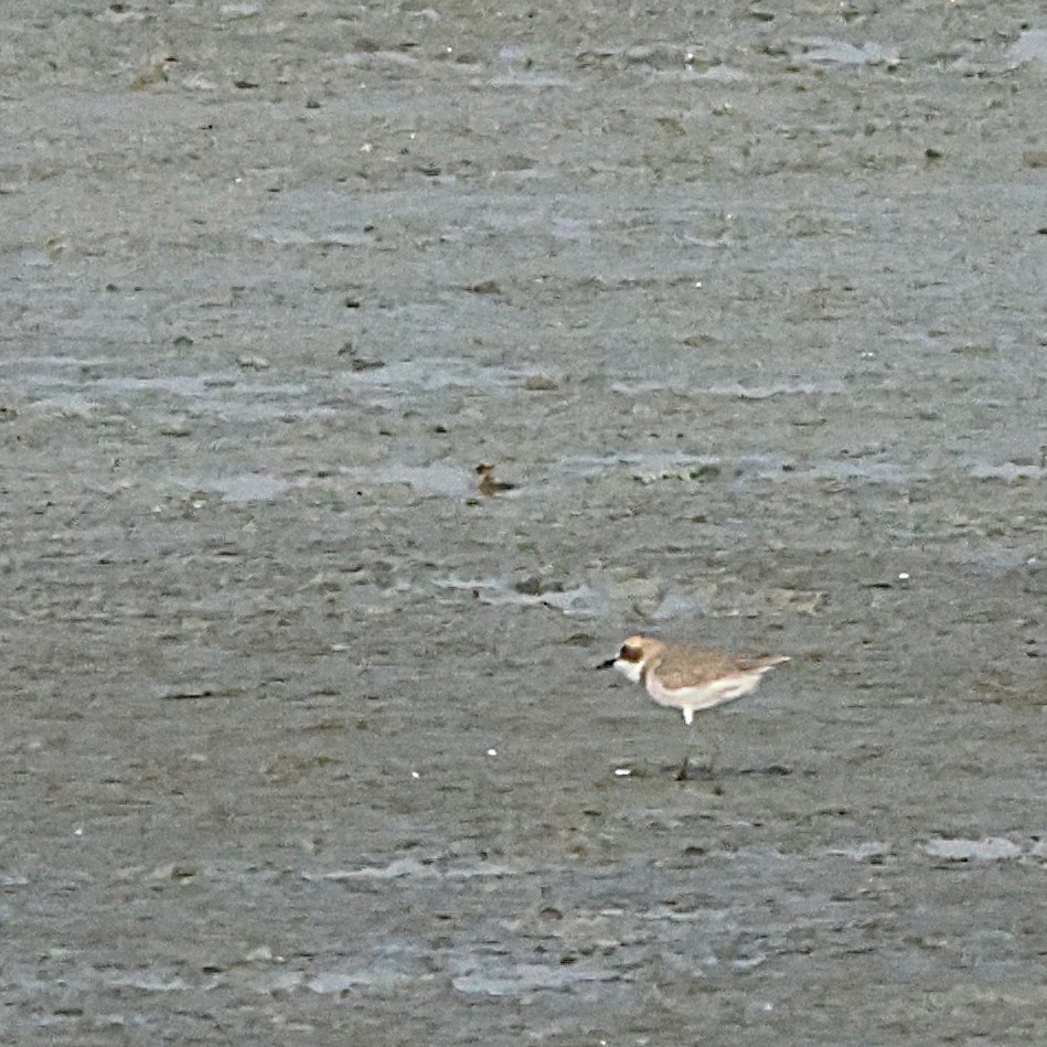 Greater Sand-Plover - ML647165738