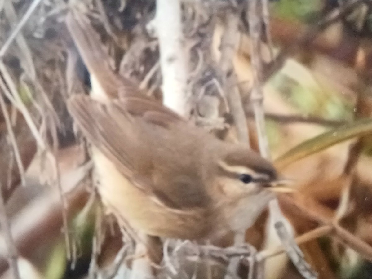 עלווית כהה - ML647165753
