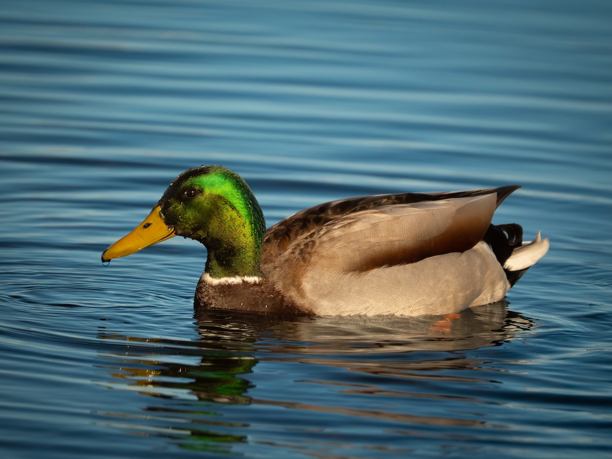 Germano reale - ML647165755