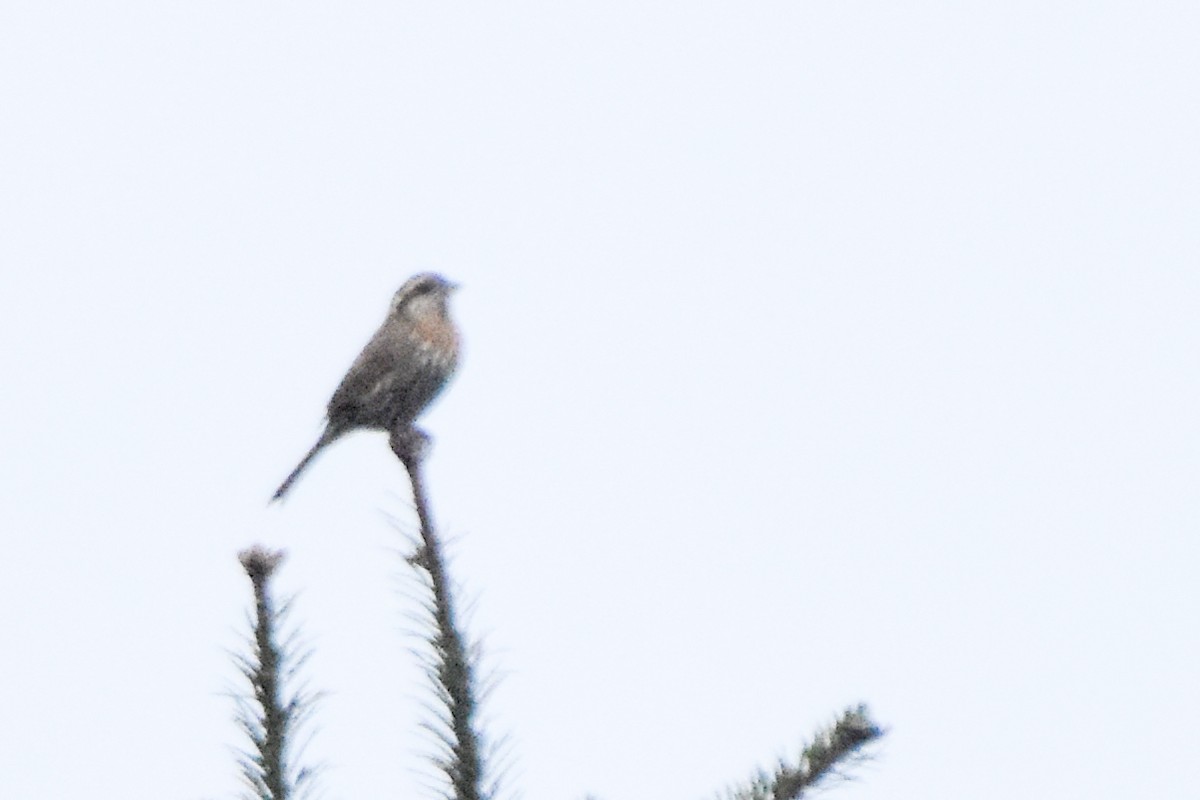 Himalayan White-browed Rosefinch - ML647165757