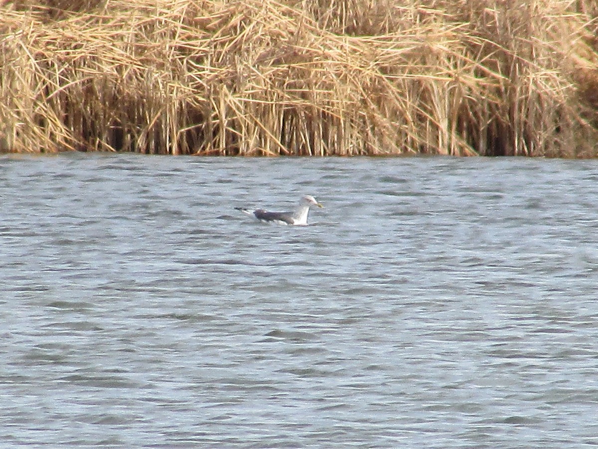 ニシセグロカモメ - ML647165758