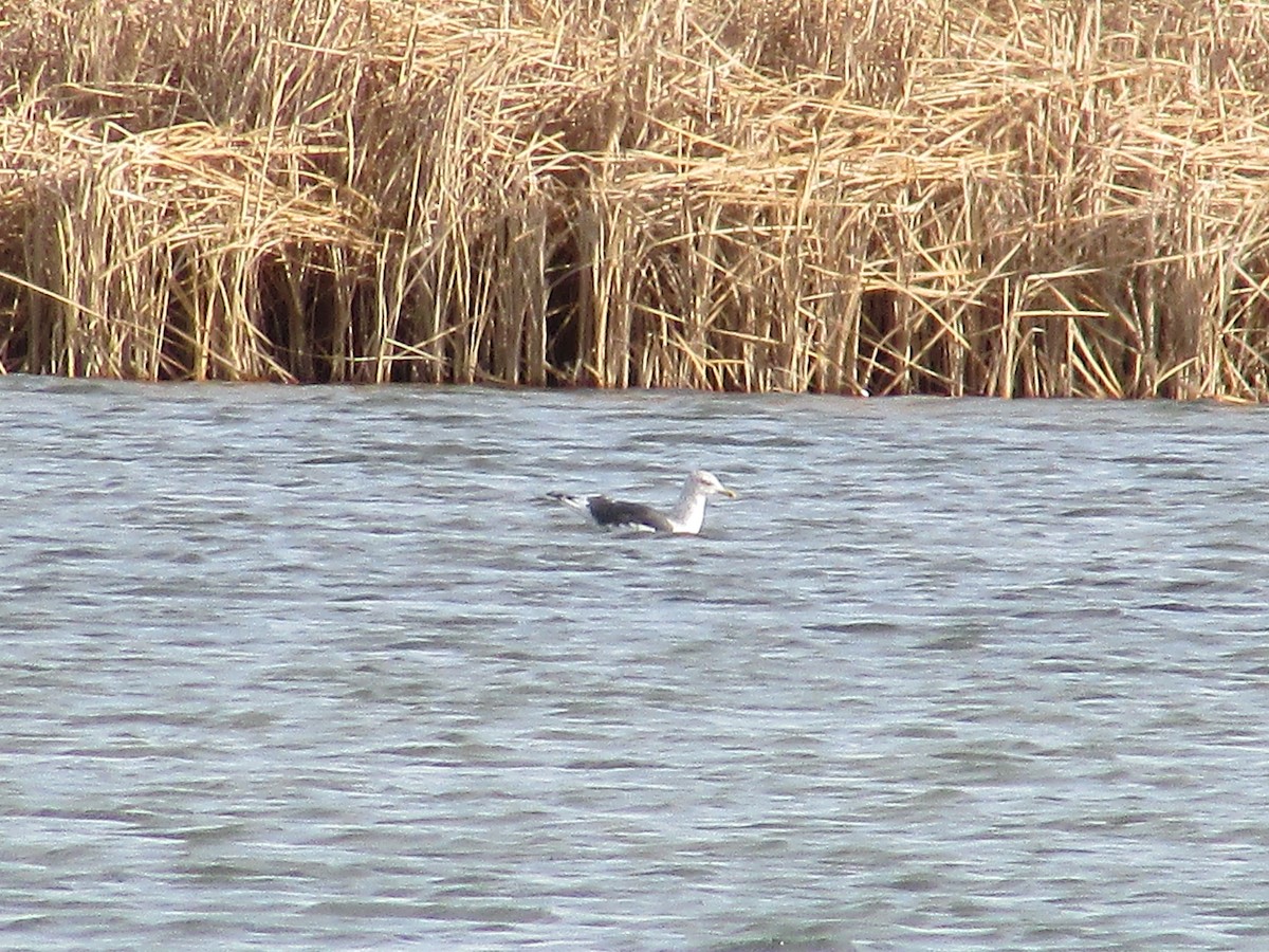 ニシセグロカモメ - ML647165759