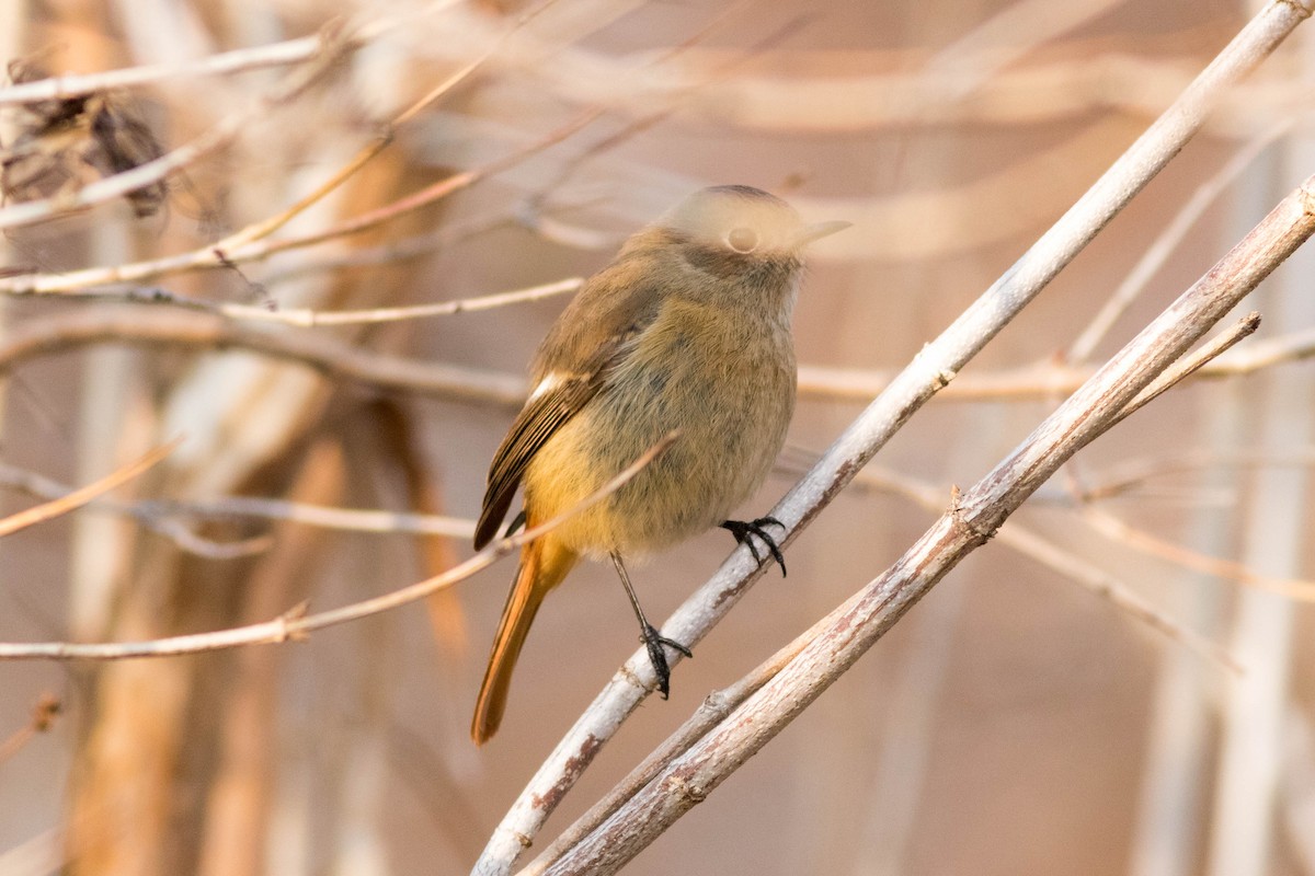 Daurian Redstart - ML647165760