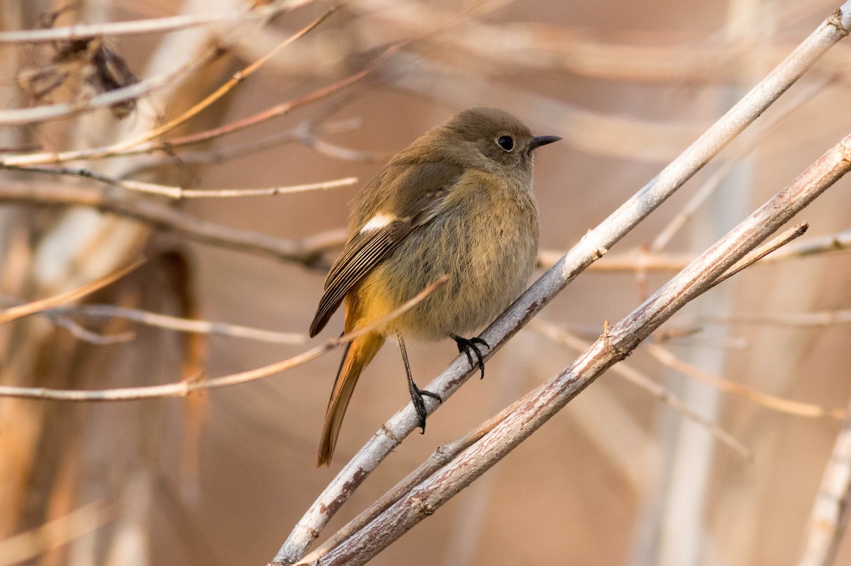 Daurian Redstart - ML647165761