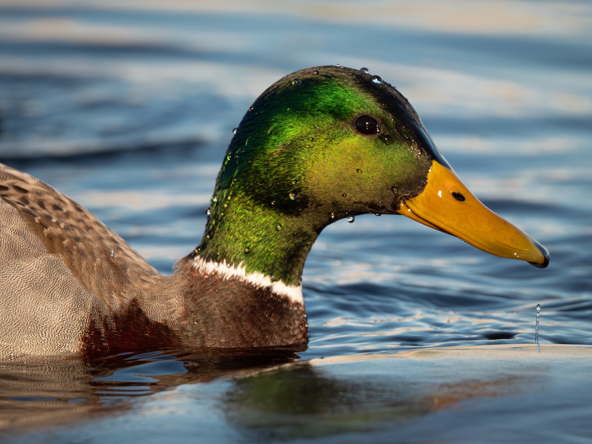 Germano reale - ML647165769