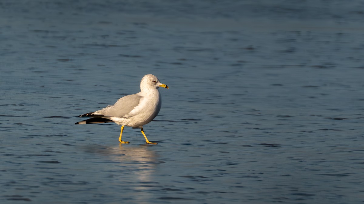 Gavina americana - ML647165770