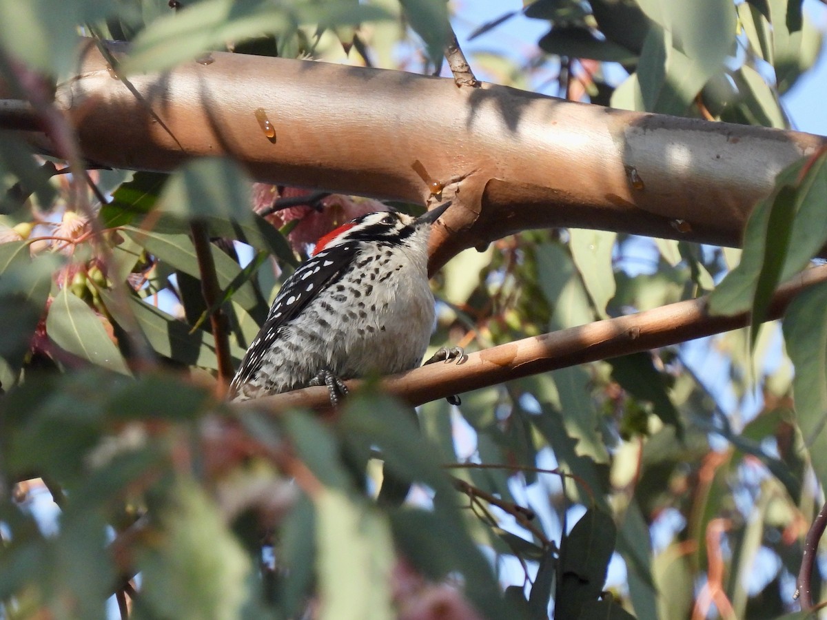 Pico de Nuttall - ML647165780