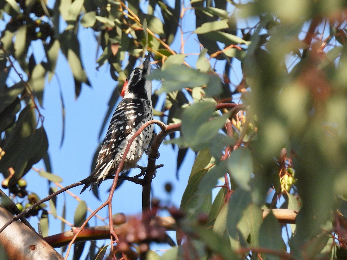 Pico de Nuttall - ML647165784