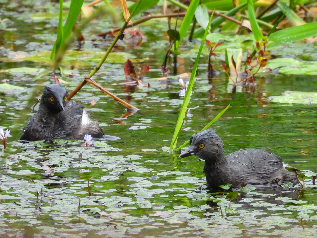 Least Grebe - ML647165789