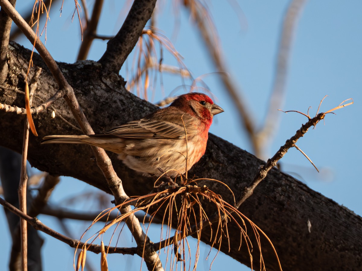 House Finch - ML647165790