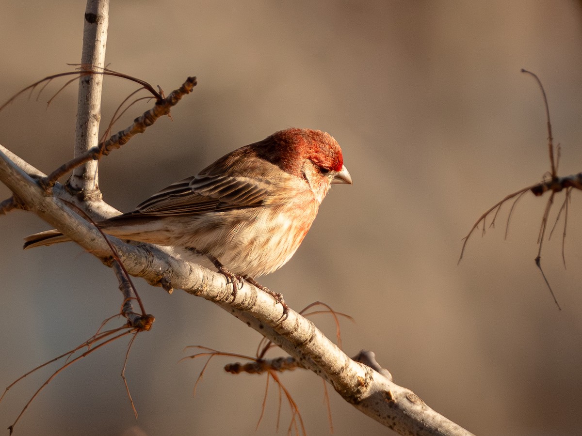 House Finch - ML647165791
