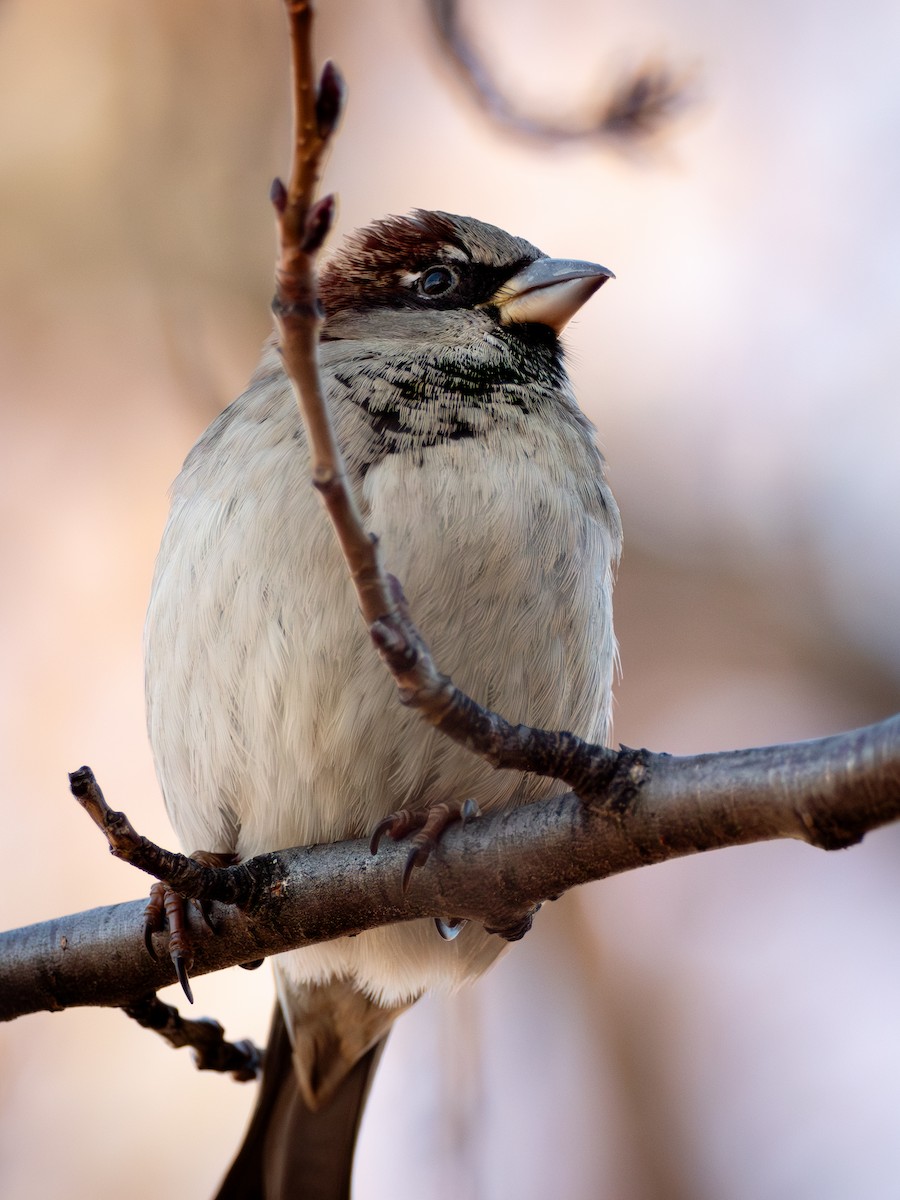 Passera oltremontana - ML647165794