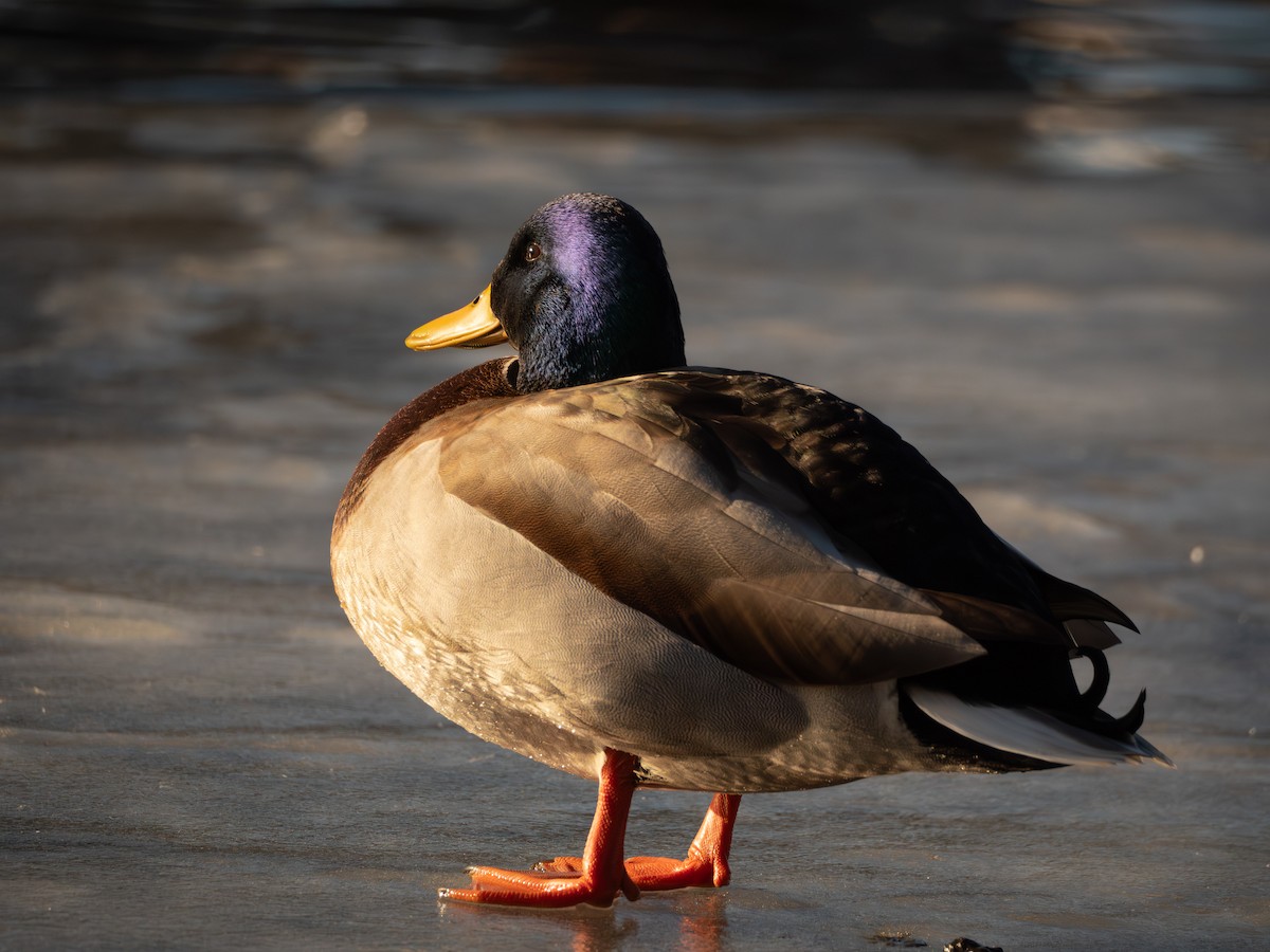 Germano reale - ML647165812