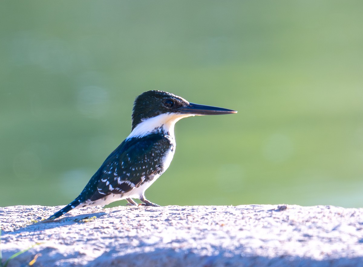 grønnisfugl - ML647165824