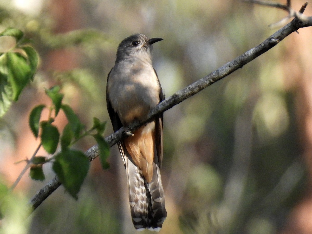 Buschkuckuck - ML647165827