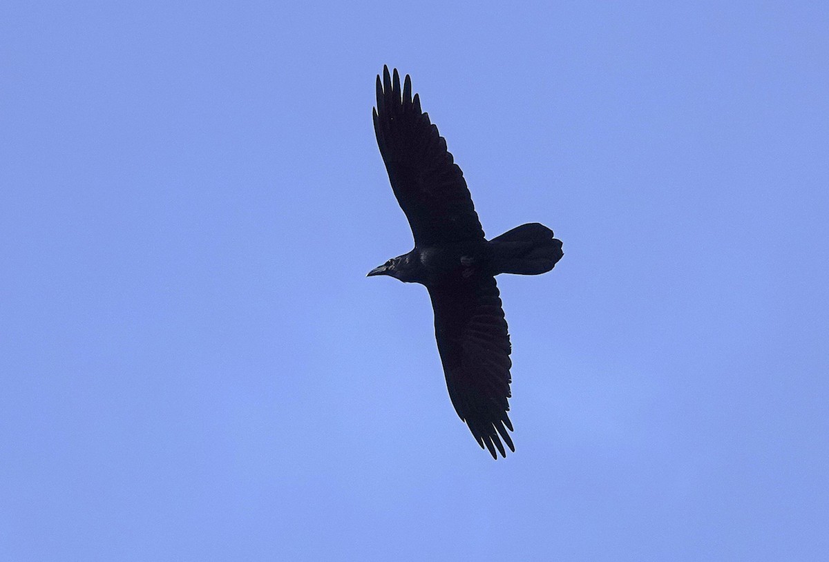 Хон хэрээ - ML647165841