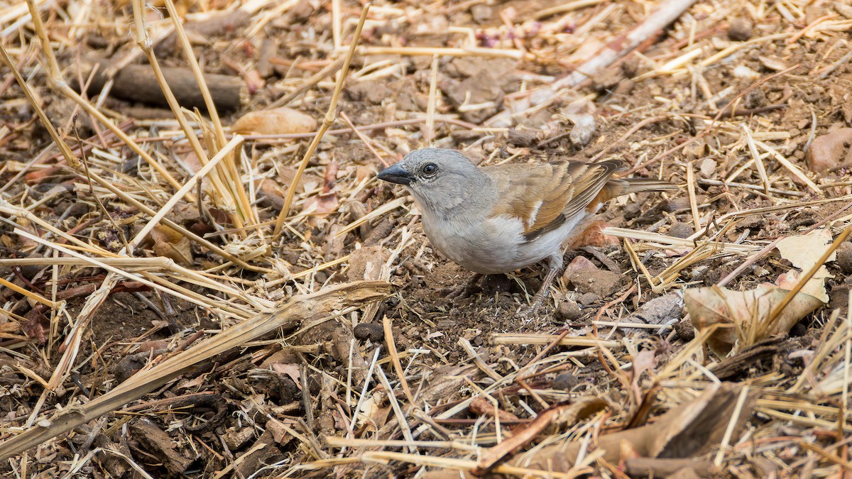 Southern Gray-headed Sparrow - ML647165860