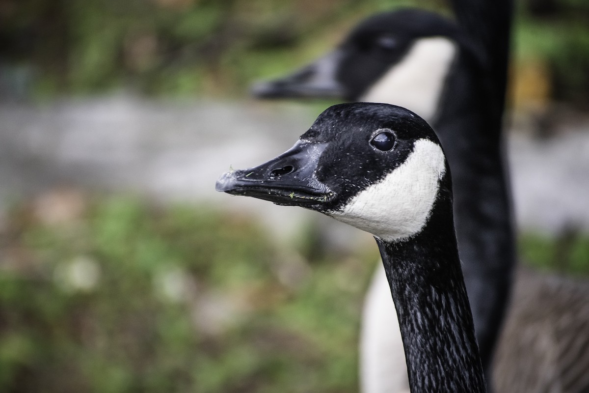 Canada Goose - ML647165877