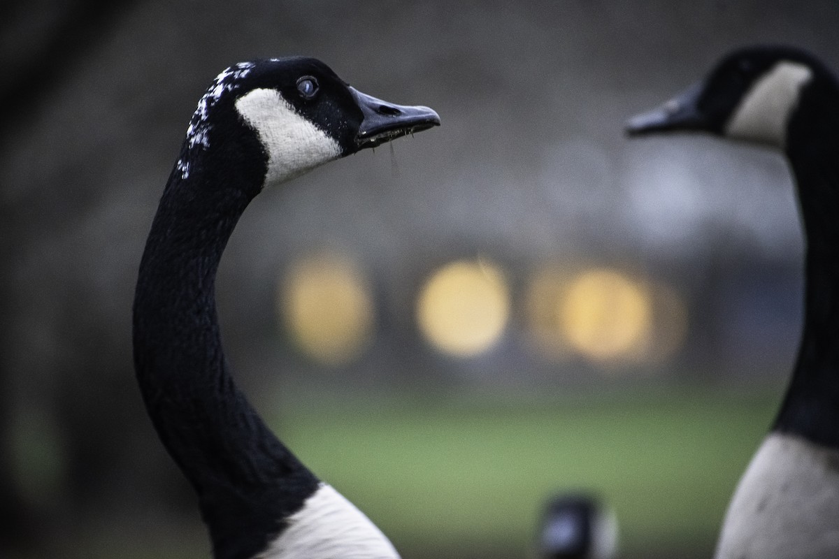 Canada Goose - ML647165878