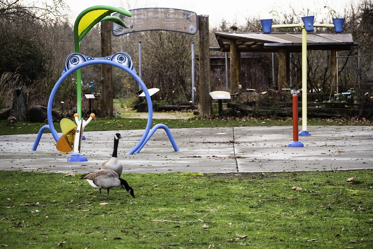 Canada Goose - ML647165879