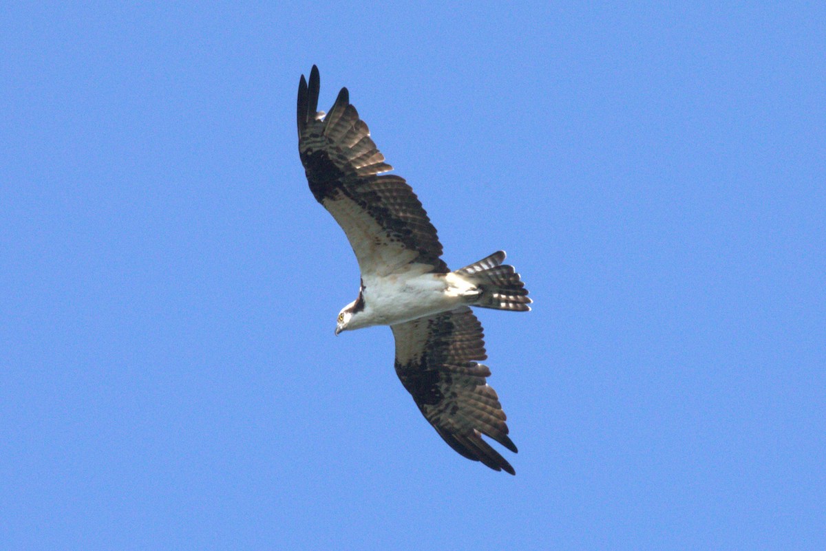 Osprey (American) - ML647165881