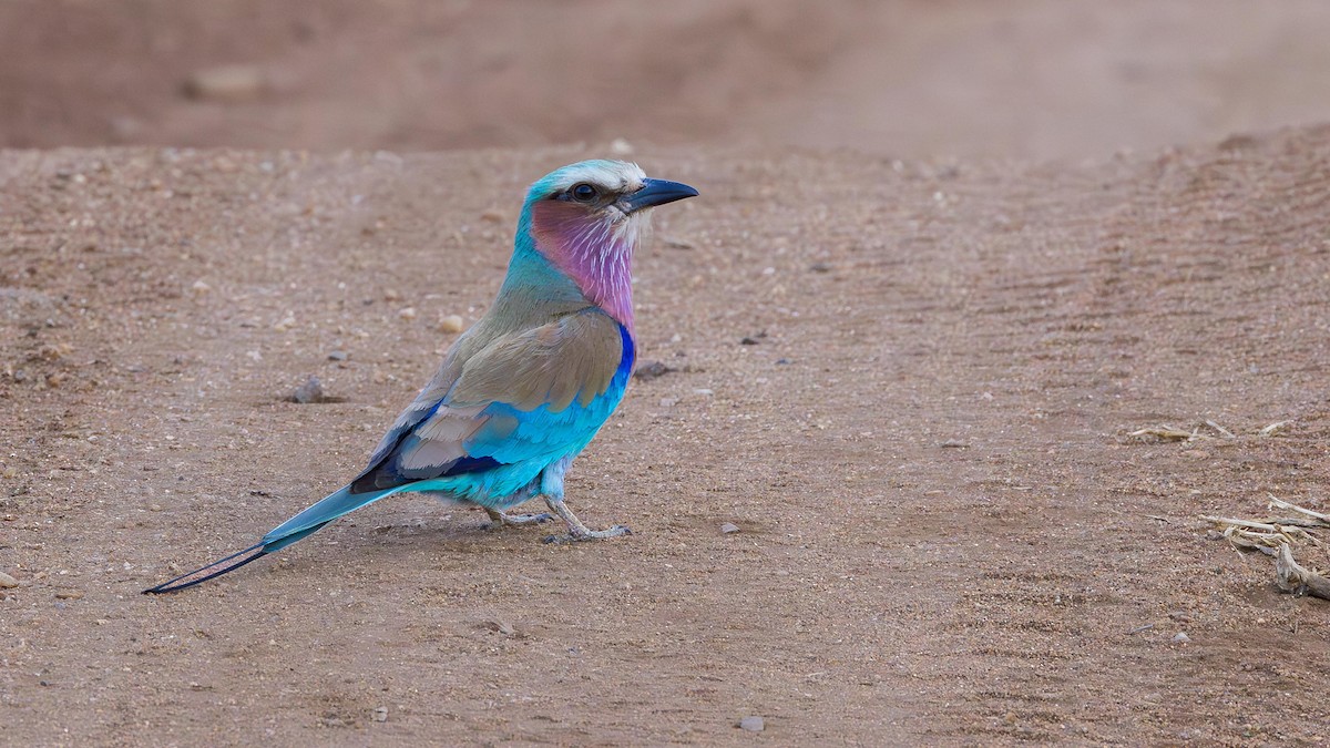 Lilac-breasted Roller - ML647165884