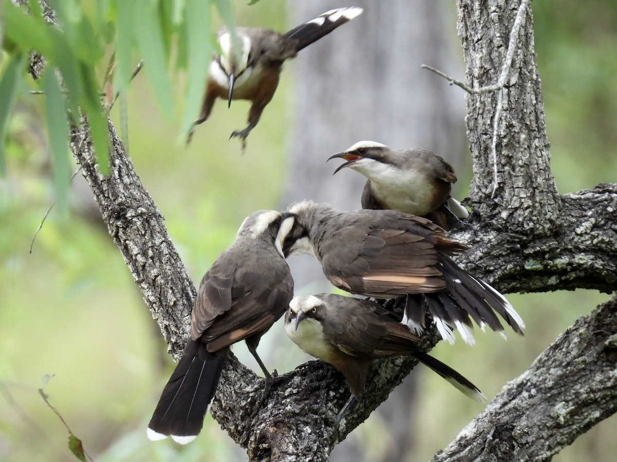 オーストラリアマルハシ - ML647165888