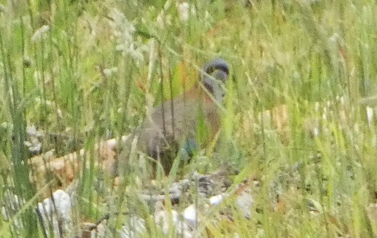 Colombine élégante - ML647165900