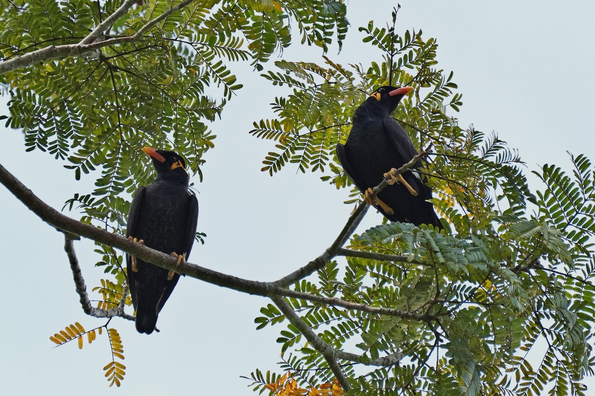 Common Hill Myna - ML647165901