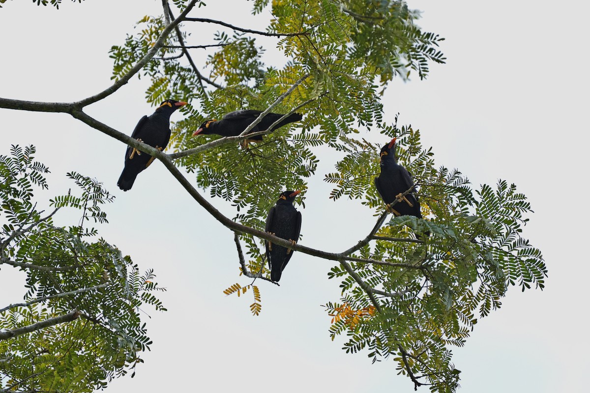 Common Hill Myna - ML647165902