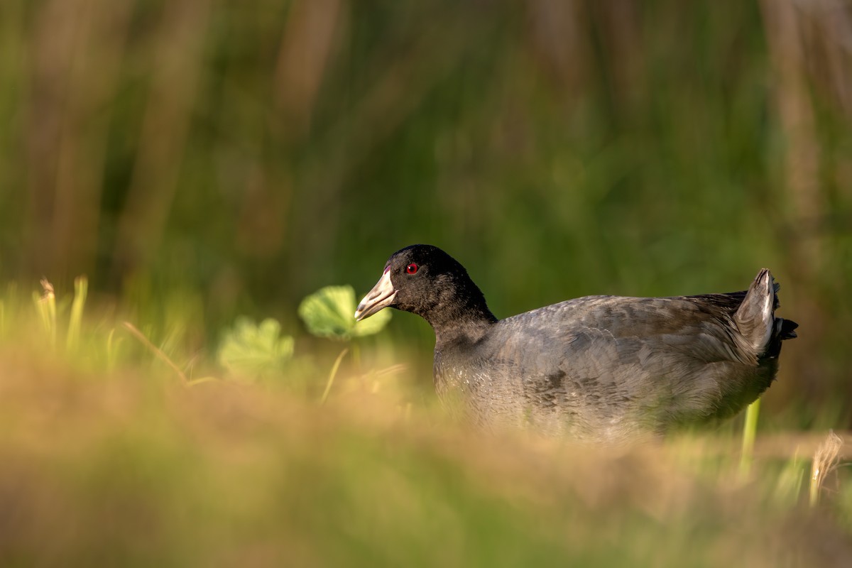 Лиска американська - ML647165903