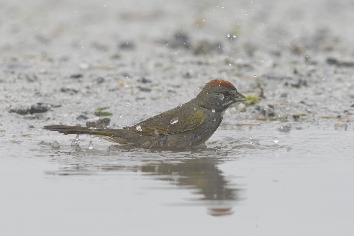 Green-tailed Towhee - ML647165920