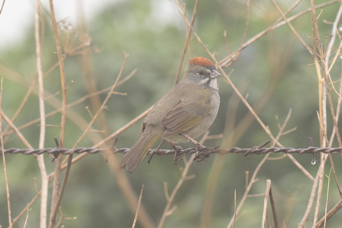 Green-tailed Towhee - ML647165921