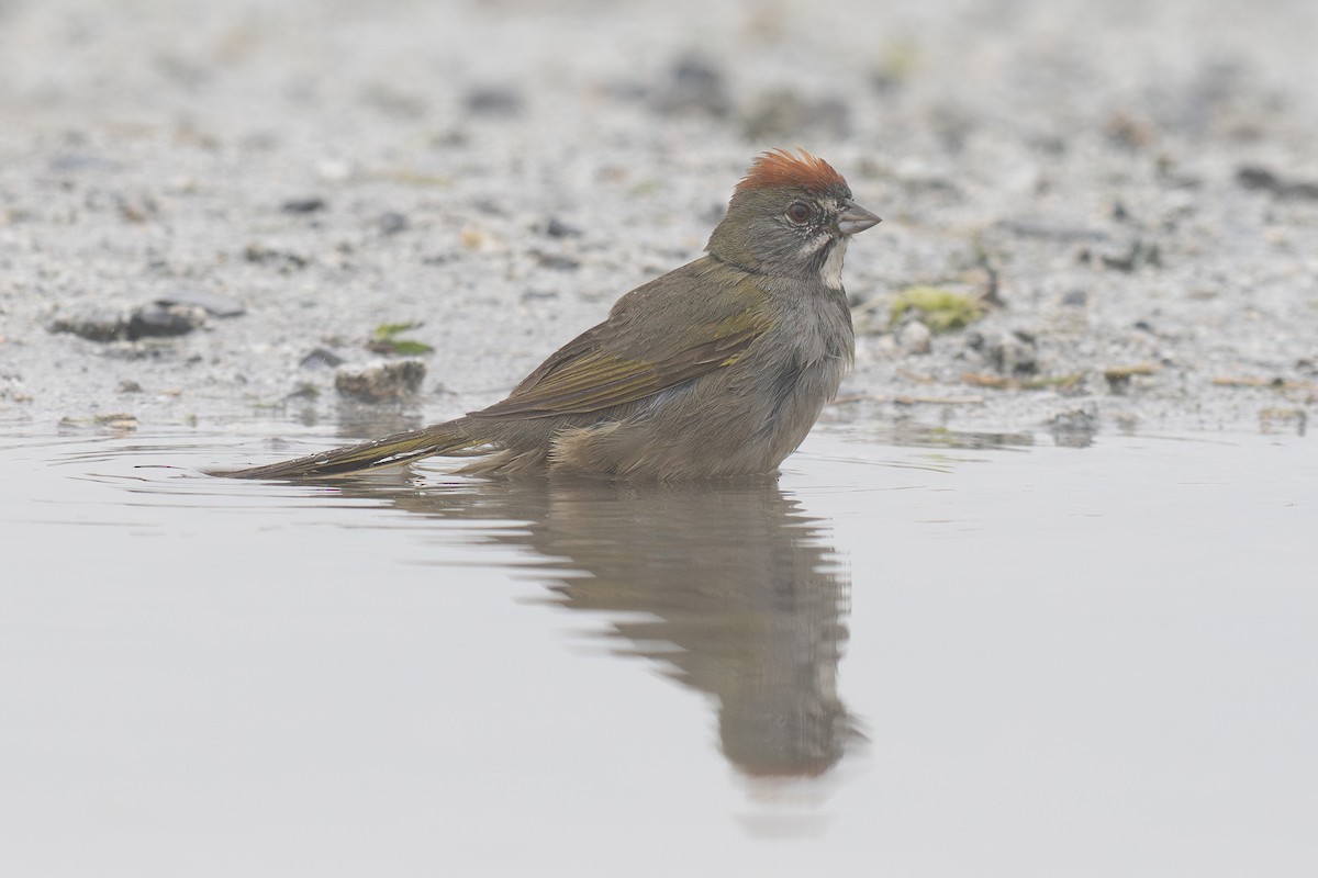 Green-tailed Towhee - ML647165922