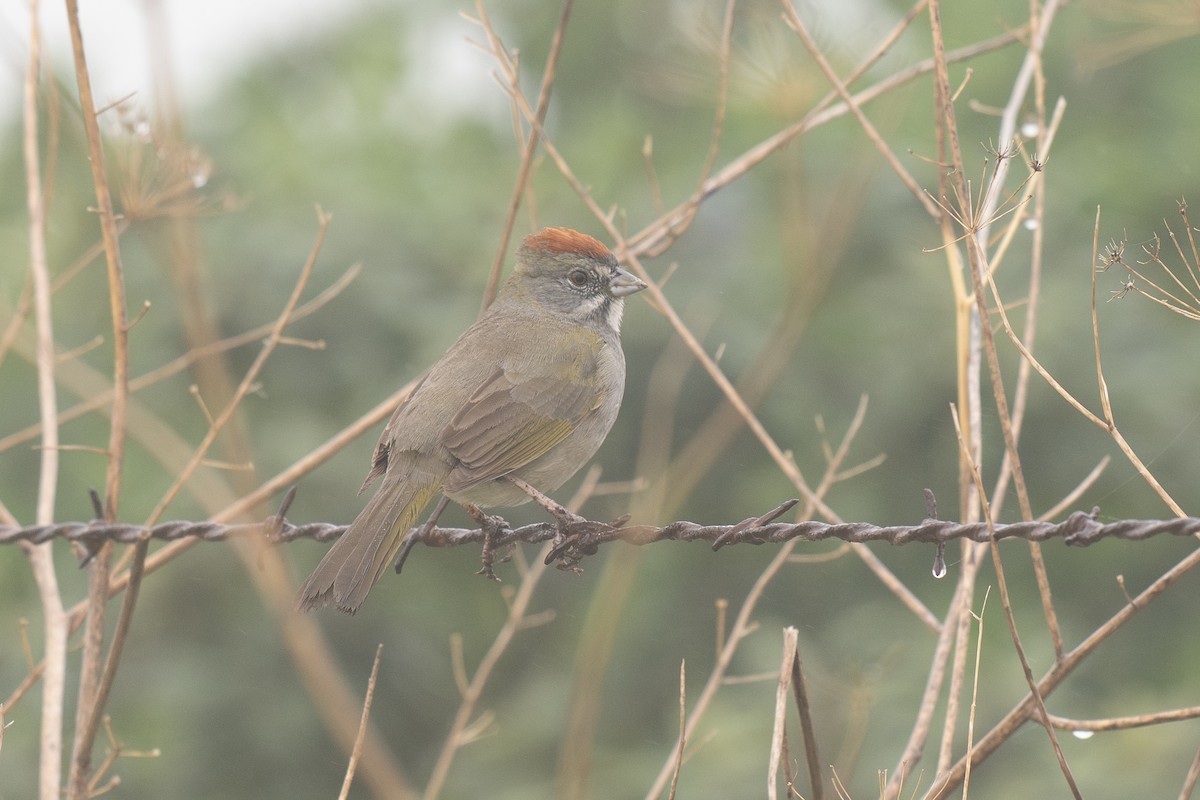 Green-tailed Towhee - ML647165923
