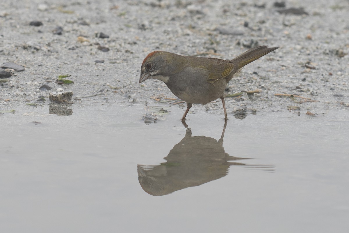 Green-tailed Towhee - ML647165924
