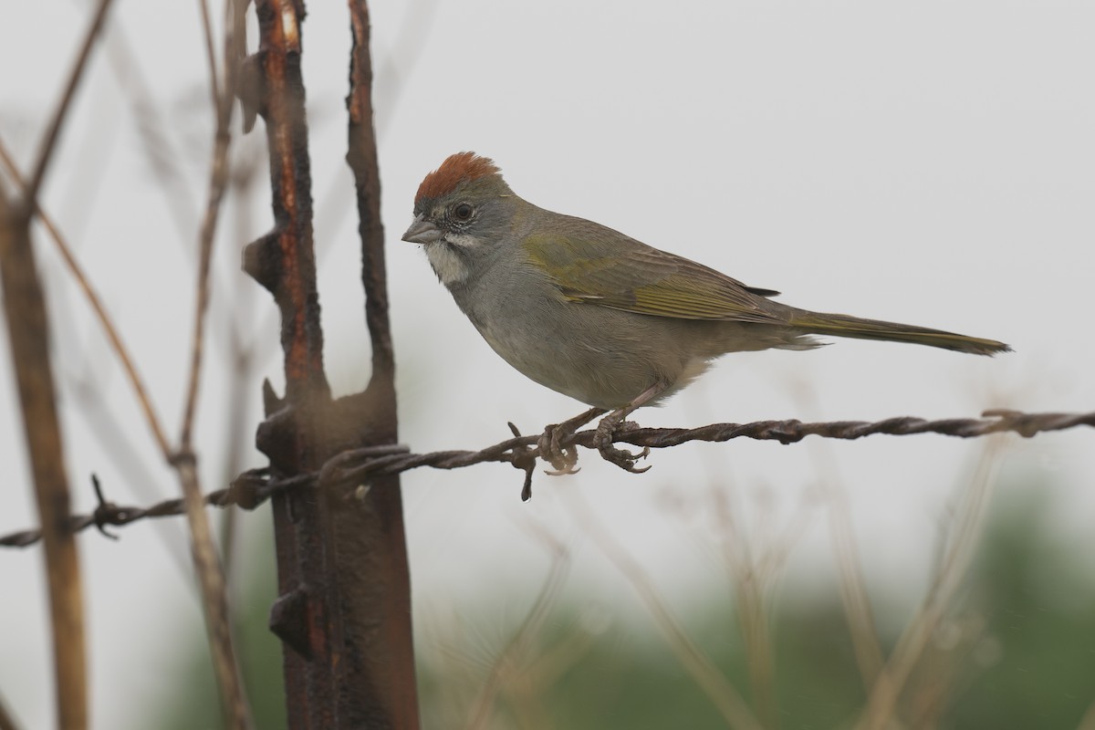 Green-tailed Towhee - ML647165925